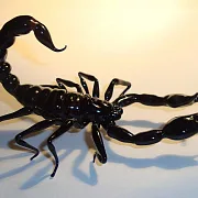 Скульптура «Скорпионы» из стекла — необычный подарок — фотография 3